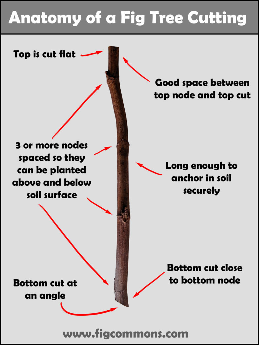 How to take a cutting from a fig tree The Fig Commons